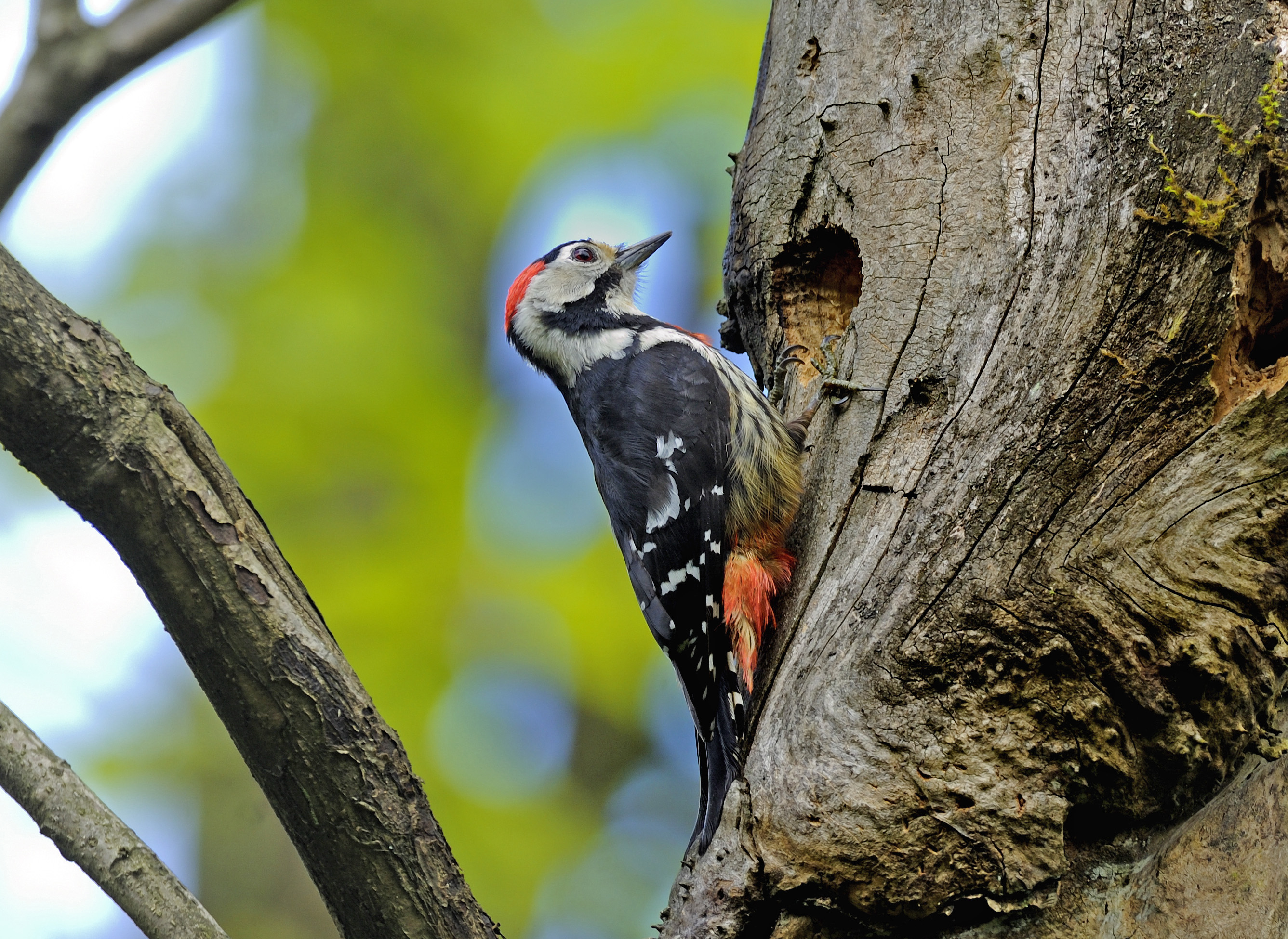 彩林、红叶……在黑竹沟邂逅一场秋日的浪漫
