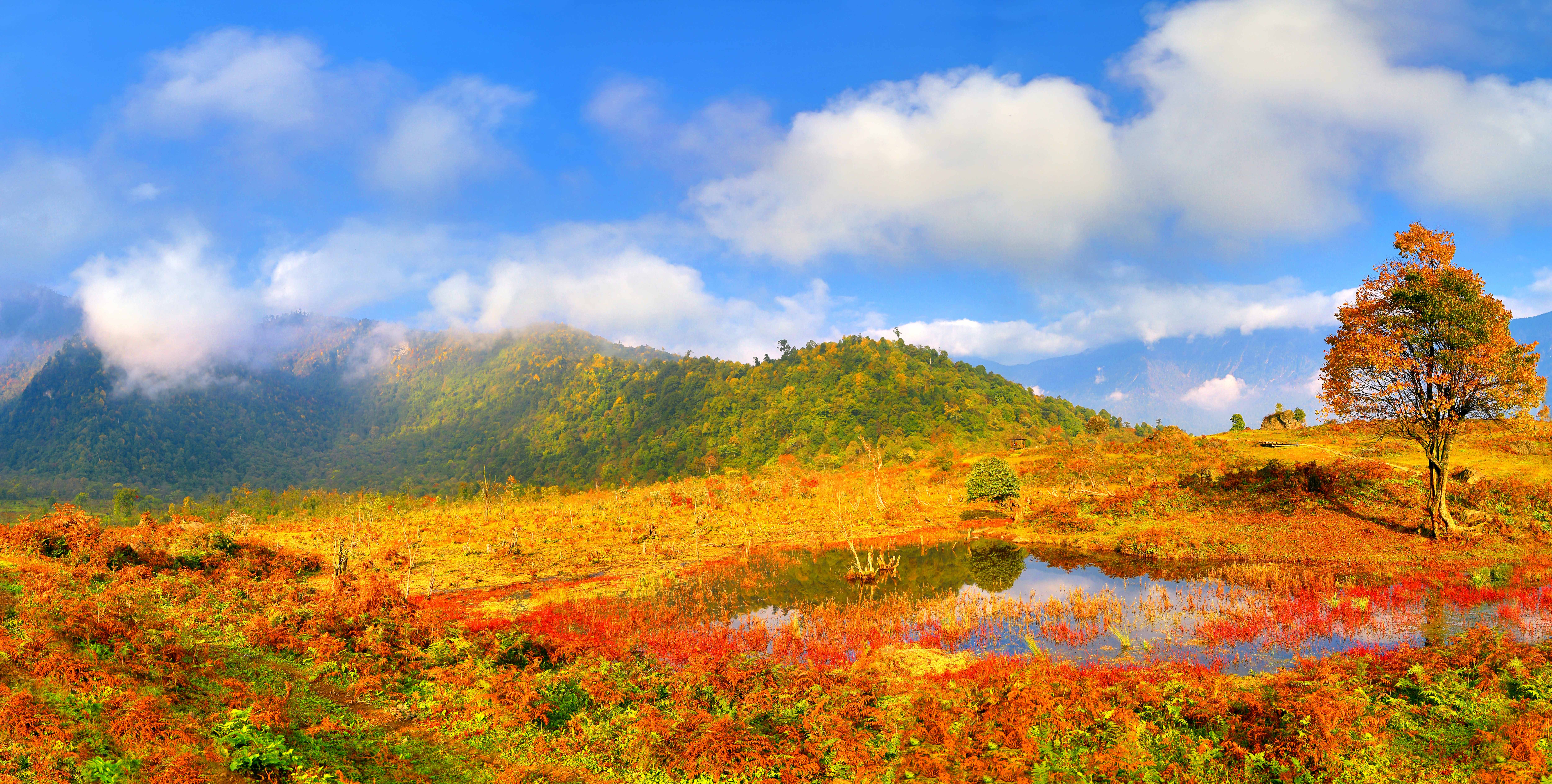 又是一年赏叶季，黑竹沟秋色正盛！