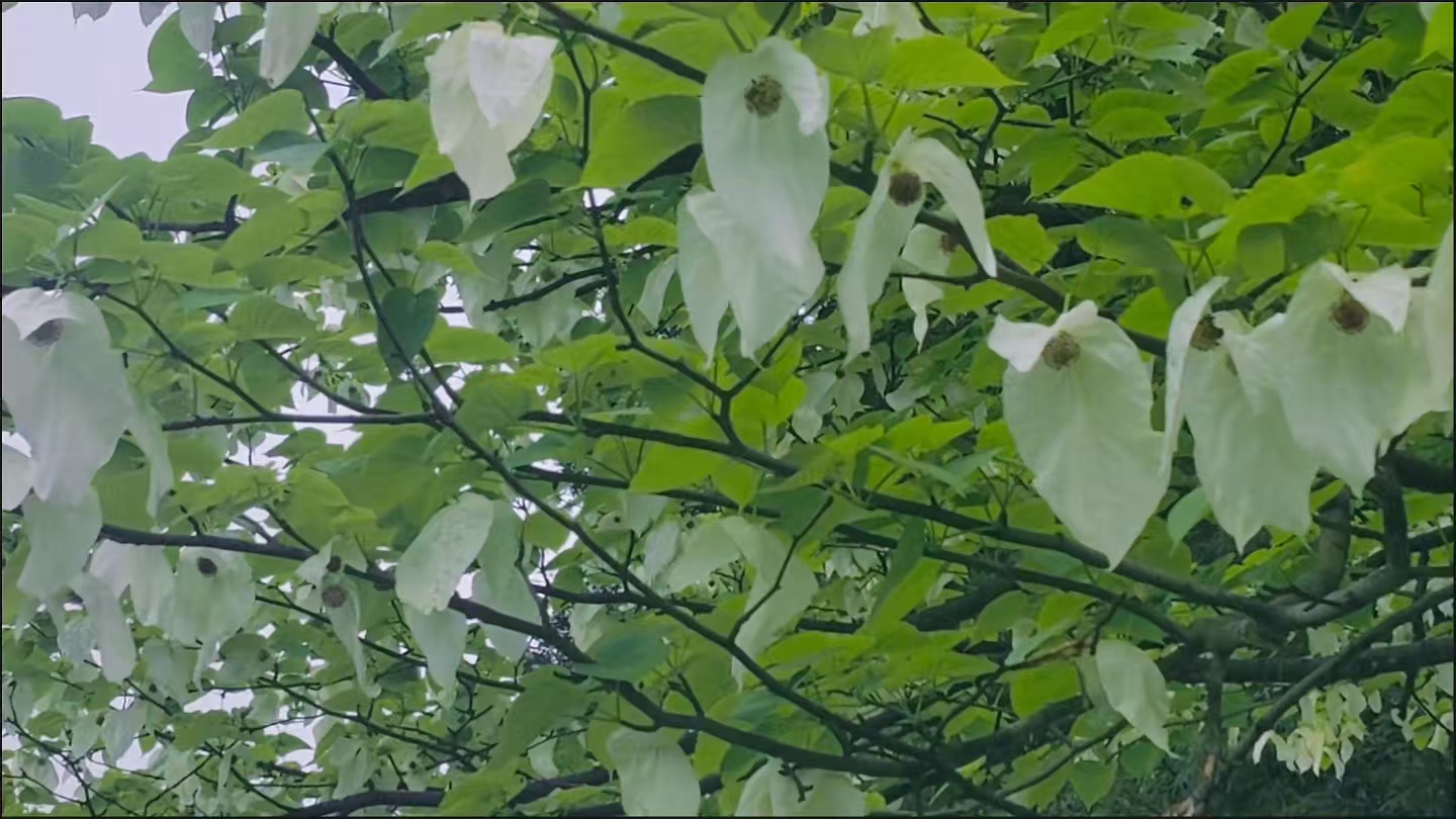 珙桐花开，雾漫黑竹沟：一个值得周末奔赴的地方